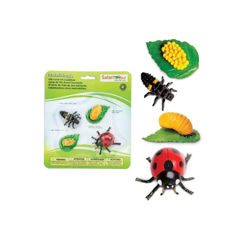Cycle de Vie de la Coccinelle - Figurines Éducatives Safari Ltd®