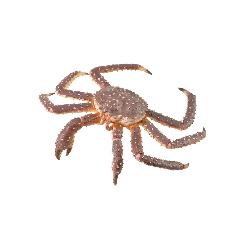 Figurine crabe royal Collecta 88851