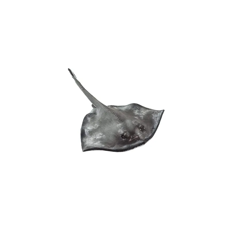 Figurine Raie (Dasyatis pastinaca) - Safari Ltd® 100507