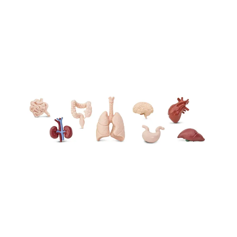 Figurines de science organes humains - Tube Safari Ltd® 689304