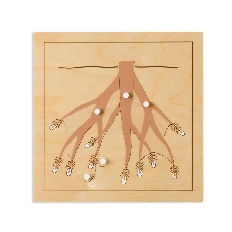 Puzzle Botanique Montessori : Les Racines Nienhuis